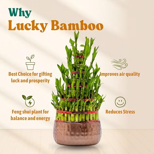 Image of Amulya Farms Live Lucky Bamboo 5 layer plant in Metal Pot | Indoor Bamboo Plants for Home, Living Room, Balcony, Office desk & Kitchen Decoration | Vastu Plant | (Plant in Metal Pot with Rubber Grips)