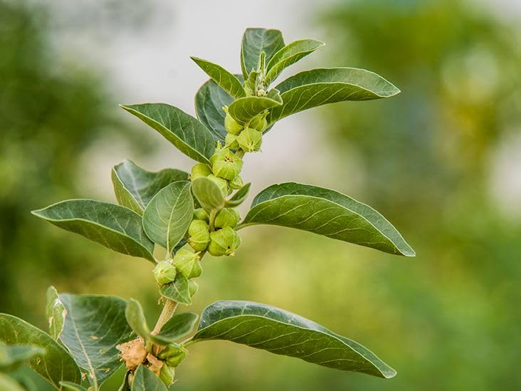 Image of Kalfo Live Ashwagandha Plant, Withania Somnifera, Ayurvedic Medicinal Plant with Black Plastic Pot for Home Garden