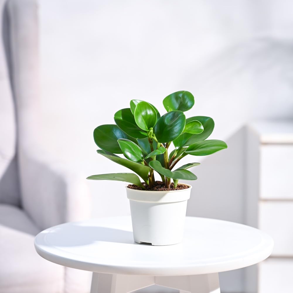 UGAOO Peperomia Green Live Plant With Grow Pot (B0CD5VQB9C) Amazon Price History, Amazon Price Tracker