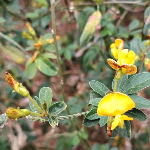 Semillas de frijol arbustivo - semillas de jardín semillas de variedades antiguas jardín de jardín de rocas semillas de frijol resistentes 10pcs