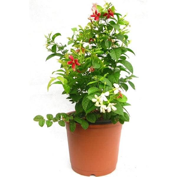 Udanta Madhumalti Bel Live Flower Plant With Pot-image-10