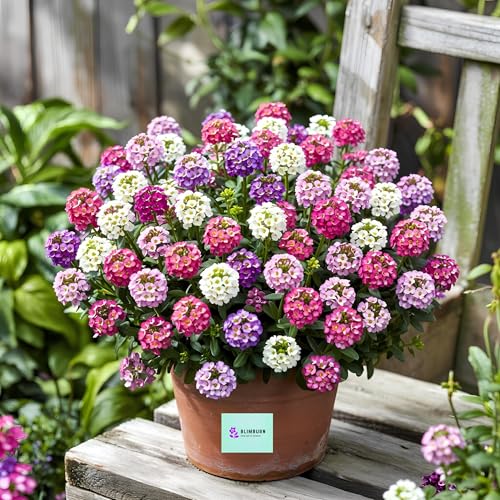 Image of BlimBurn Alyssum Flowers Mix Seed - 100+ Hybrid Seeds, All Year Grow, Easy To Grow & Care.