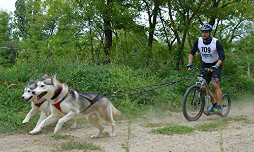 Northern Howl Power Race Hunde Zuggeschirr, verstellbar, Rücken frei, Bikejöring Dogscooting Schlitten Canicross, schwarz