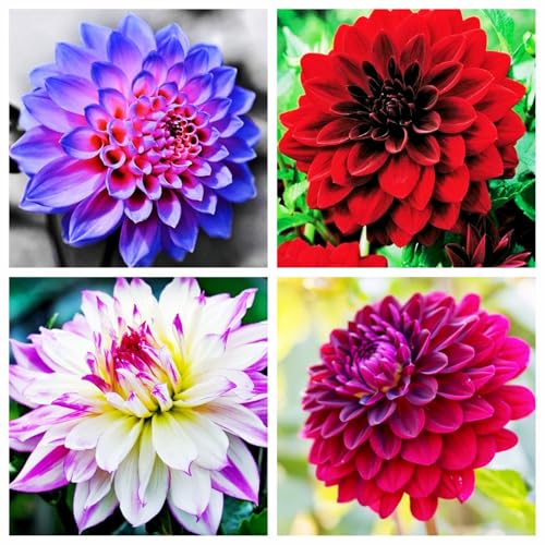 Dahlia Seeds for Planting UK,Dahlia Seeds Giant-Hardy Perennial,Canna Plants UK, Excellent Display