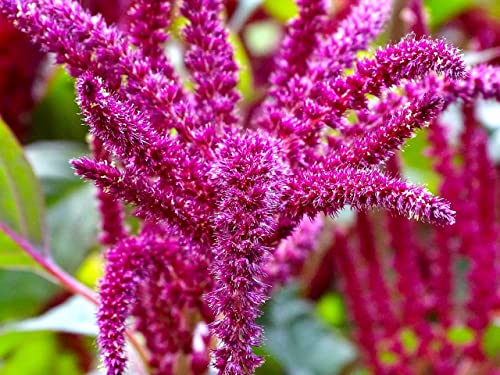Unique Foxtail Amaranth Amaranthus Caudatus 400 Non-GMO Seeds for Planting Unusual Garden Plant Ideal for Hanging Baskets or in The Ground
