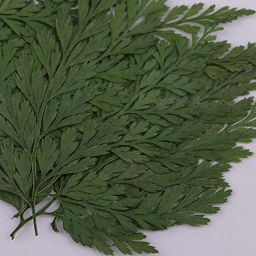 Hojas Secas Reales Presionadas de Helecho Natural 12 piezas miniatura 7