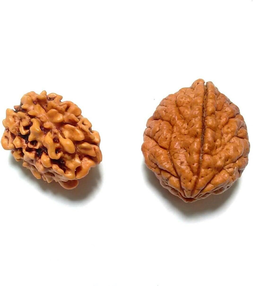 Kavya Shri Rudraksha 2 Mukhi 3 Mukhi Single Pieces For Yoga & Meditation Energized