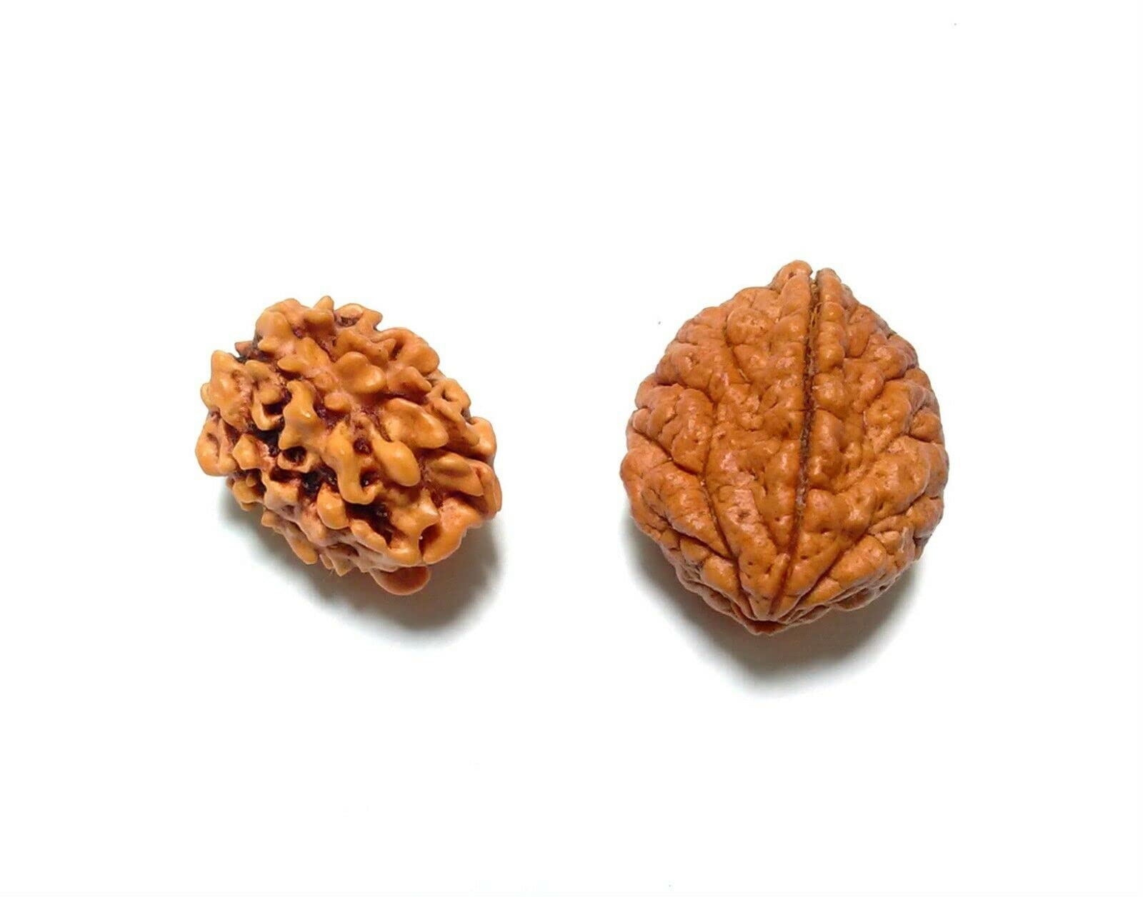 Kavya Shri Rudraksha 2 Mukhi 3 Mukhi Single Pieces For Yoga & Meditation Energized
