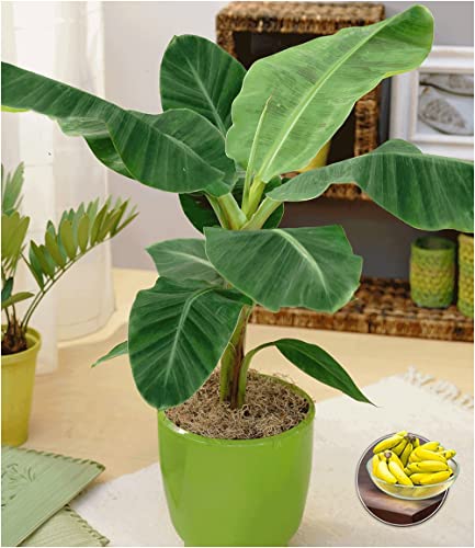 Bananenpflanze Baldur Garten Musa Banana Tropicana – Zimmerpflanze