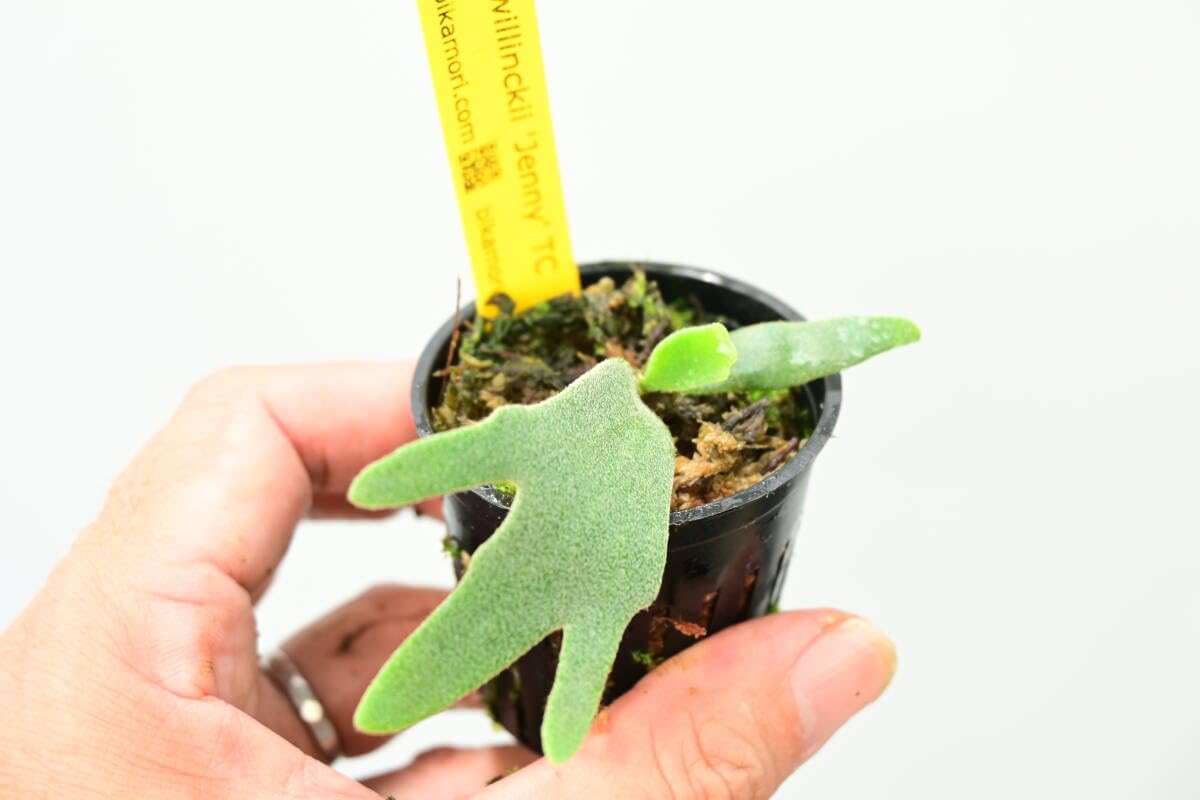 Amazon.co.jp: P.willinckii 'Jenny' TC⑩ ＠bikamori.com （出品者