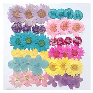 Hellery Droogbloemen, echt geperste gedroogde bloemen, doe-het-zelf, scrapbooking, kunstdecoratie
