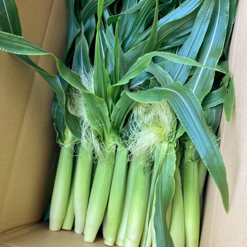 宇佐川農園 [2026年5月お届け]福岡県産 朝採れヤングコーン 50本 とうもろこし