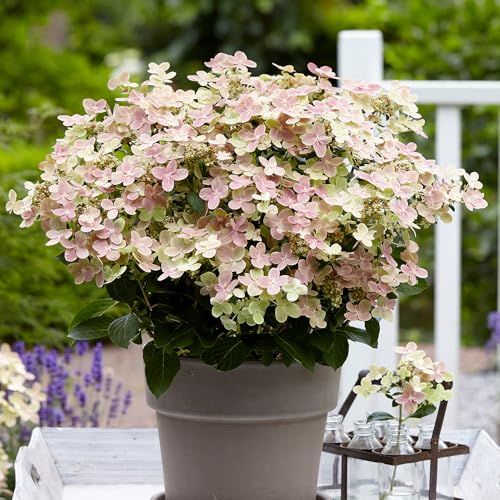 YouGarden Hydrangea 'Polestar', Established Plant in a 9cm Pot, Ready to Plant, Summer Flowering