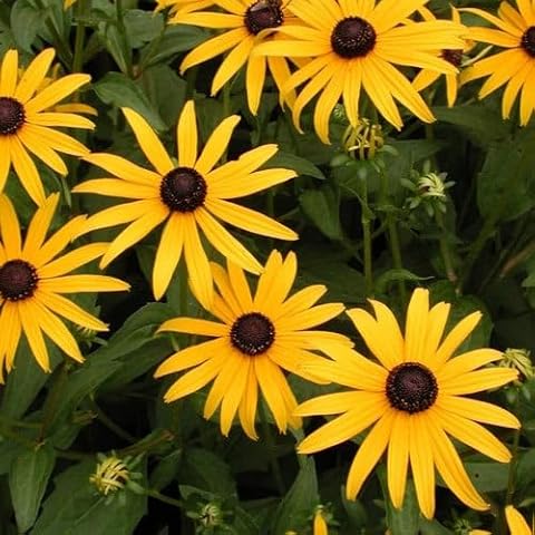 Plant World Seeds Black Eyed Susan 'Goldsturm' Cover