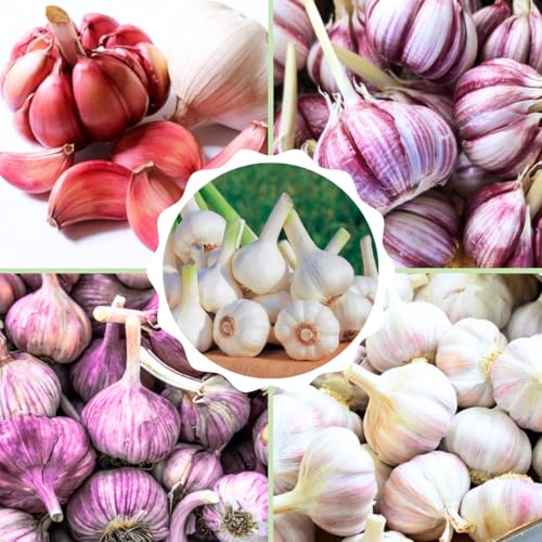 1 Lb Assorted Garlic Bulbs for Planting, 8 Hardy Garlic Bulbs for Planting Home Vegetable Garden or Raised Beds, Hardneck Garlic Bulbs