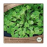 klostergarten kevelaer Unsere einzigartigen Samentüten sind sehr nachhaltige Produkte und eignen sich als ausgezeichnet als Garten Geschenk für alle Hobbygärtner