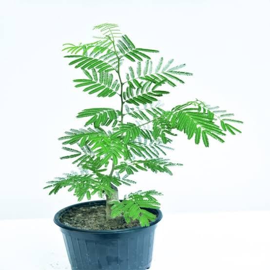 See full amazon price history chart for SISA GARDEN Live Real Sami Medicinal Plant with Plastic Pot-(height upto 1-1.5 ft) for home gardening (Quantity 1) SISA GARDEN Live Real Sami Medicinal Plant with Plastic Pot-(height upto 1-1.5 ft) for home gardening (Quantity 1) (B0C9WQFN7F) Amazon Price History, Amazon Price Tracker