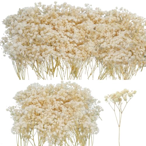 50Pcs Mini Dried Baby's Breath Flowers...