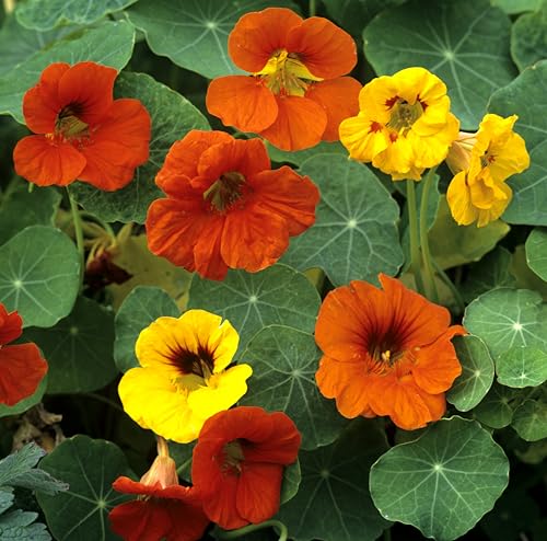 PREMIER SEEDS DIRECT - Flower Seeds - Nasturtium Climbing - Gleam HYBRIDS - 100 Finest Seeds