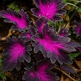 Coleus Black Dragon – Buntnessel – Exotische Schönheit mit fast schwarzem Blattschmuck – 10 Samen
