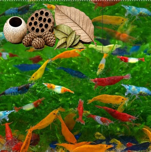 Image of Swimming Creatures Freshwater Aquarium Shrimp - A Perfect Combo to Brighten Your Aquarium! (20 Mixed + Shrimp Habitat Mix)