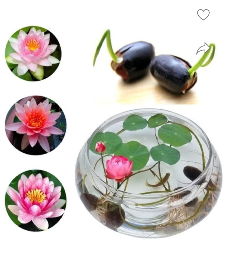 KAMAL FLOWERS SEED (B0BXGV2B2R) Amazon Price History, Amazon Price Tracker