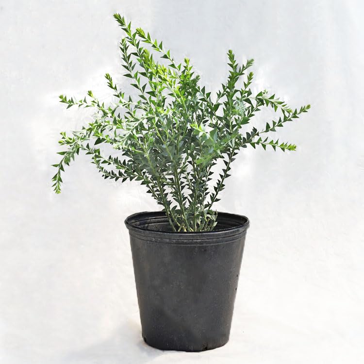 Amazon.co.jp: 植木・庭木アカシア・サンカクバ（三角葉アカシア
