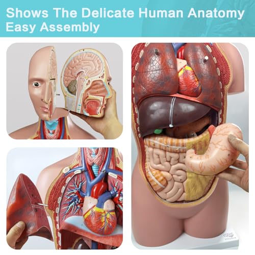 Image of EVOTECH SCIENTIFIC Deluxe Human Body Anatomical Model, 34.5 inch 12 Pcs Removable Human Torso Anatomy Model with Heart Head Skull Brain Liver Lungs for Medical Student, Lab & Classroom Use