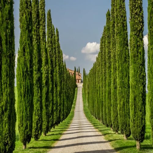 25pcs Cypress Tree Seeds