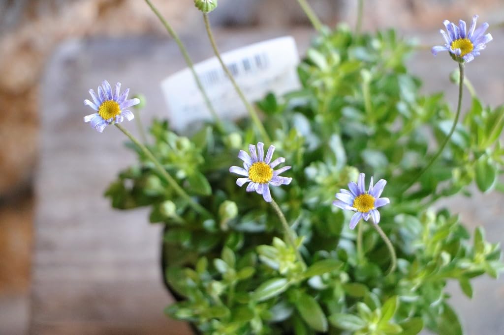 E☘️ブルーデージー苗☘️　❤抜き苗❤　選べるおまけつき　無農薬 E☘️ブルーデージー苗☘️ ❤抜き苗❤ 選べるおまけつき 無農薬 E