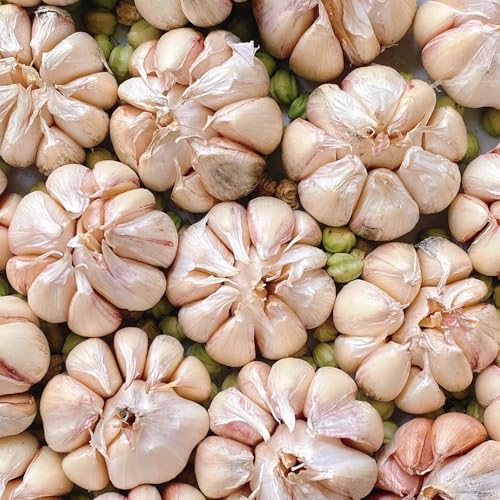 semillas de ajo - balcón ajo variedades antiguas trepadoras interior orgánico Decoraciones jardín 350pcs