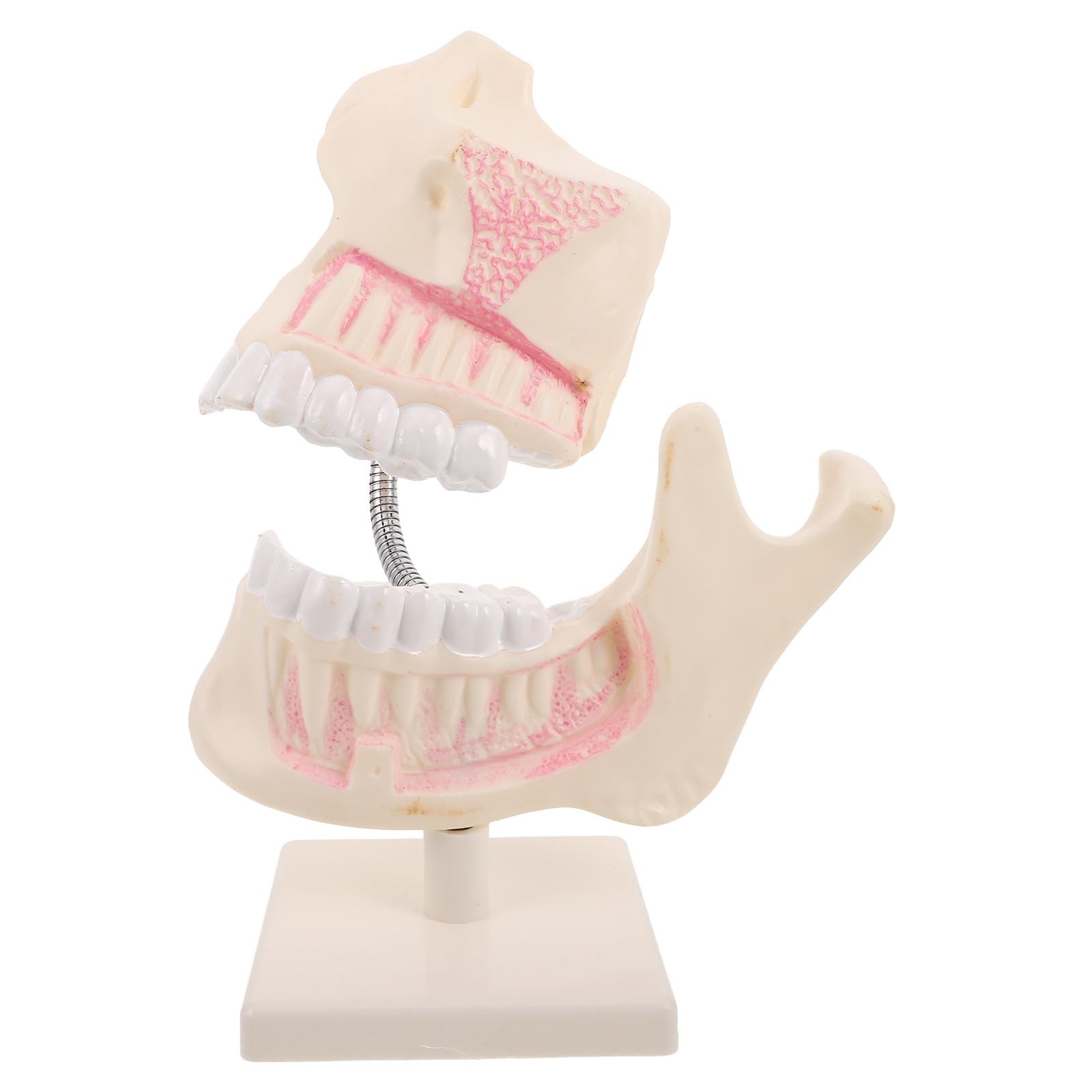 Modello di Bocca in Plastica per Studio Modello di Denti per Studenti di Odontoiatria Strumento di Pratica per Preparazione Agli Esami Odontoiatrici