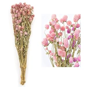 Dried Flower White Globe Amaranth Dry Flower Bundles 100 Naturally for Home Decor Party Pink