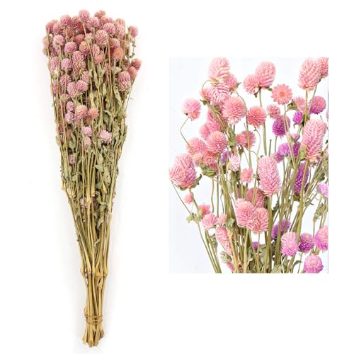 Dried Flower White Globe Amaranth Dry Flower Bundles 100 Naturally for Home Decor Party Pink