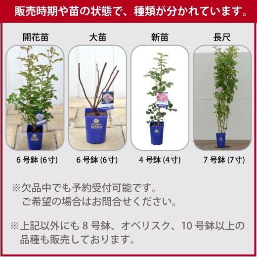 Amazon.co.jp: シュクレ 6号鉢 春開花株 鉢植え バラ 薔薇 河本バラ園