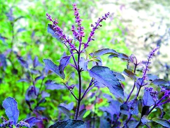 Tulsi Kali TULSI Podha Live Plant Black Tulsi Ayurvedic Tulsi With Pot (Black) (B0CT937WH9) Amazon Price History, Amazon Price Tracker