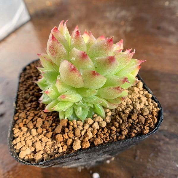 Amazon.co.jp: 農園直売 多肉植物 寄せ植え エケベリア属