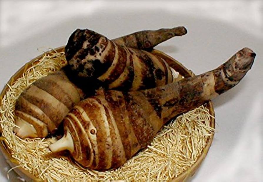 海老芋(えびいも)　3Lサイズ　10キロ 海老芋(えびいも) 3Lサイズ 10キロ 楽天市場】特大！旬の