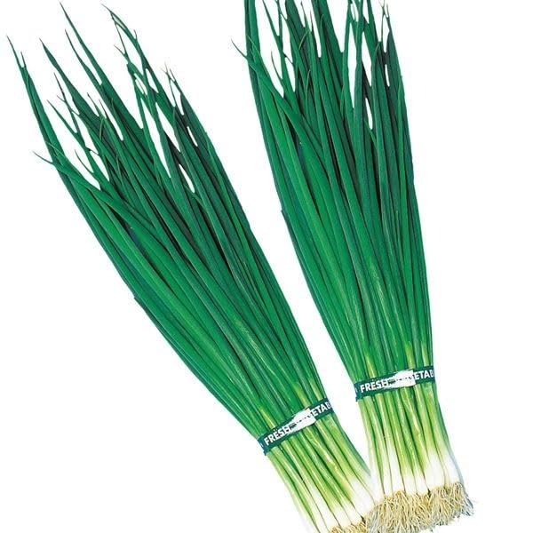 Amazon.co.jp: 種 野菜たね ネギ F1九条葱 1袋（8ml） / 国華園 25年秋