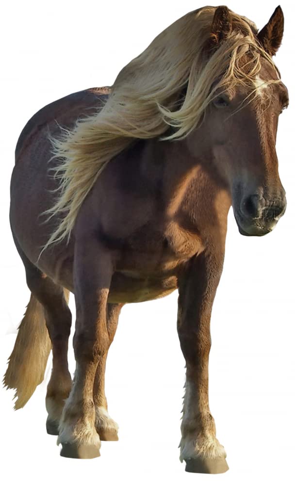 1art1 Tatuaż ścienny z motywem koni Pottok-Pony z Kraju Basków, dekoracyjna naklejka ścienna do salonu, pokoju dziecięcego, kuchni, łazienki, korytarza, naklejka na ścianę na drzwi, meble/szafę, 150 x