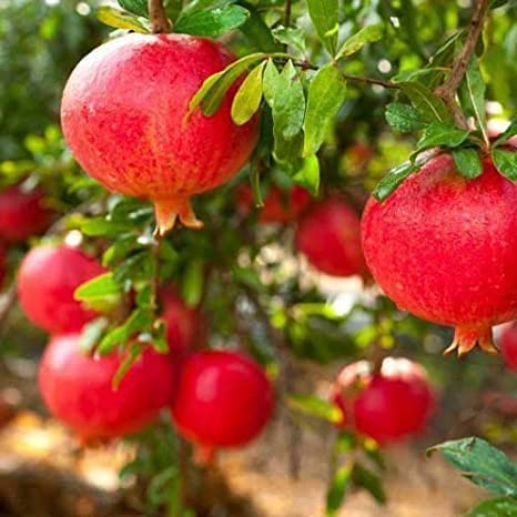Greentower Live Pomegranate Afghan Annar variety Healthy Live Rooftop Cutting Plant Pack Of 1 (B0BRNFK9KF) Amazon Price History, Amazon Price Tracker