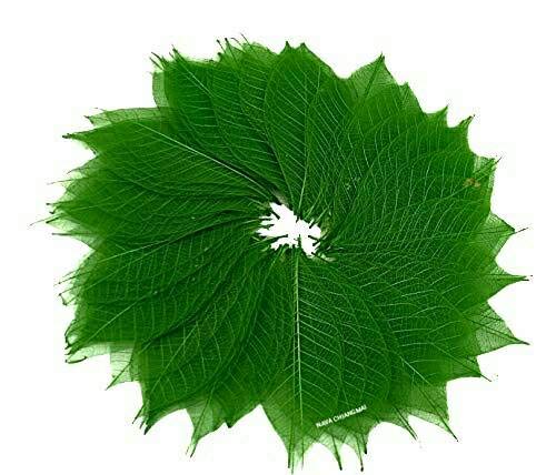 Nava Chiangmai Rubber Tree Leaves - Pack Of 100 Skeleton Leaves Decorative Diy Craft, Artificial Leaves Craft Card Scrapbook Diy Handmade Embellishment Decoration Art (Green) #TOP7