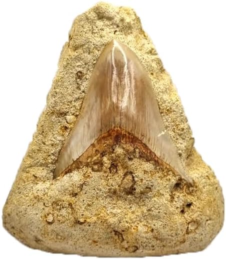 Otodus Megalodon (Carcharodon Megalodon - megaselachus) Indonesia 10 cm Fossil (Fossils) WI52