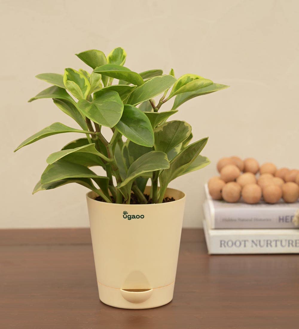 Ugaoo Peperomia Variagated Live Plant With Self Watering Pot (B01ITJR08S) Amazon Price History, Amazon Price Tracker