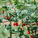 250 piezas de semillas resistentes de plantas de bayas de goji - semillas de hierbas silvestres plantas en macetas resistentes Lycium chinense, bayas de goji, plantas en macetas de jardín