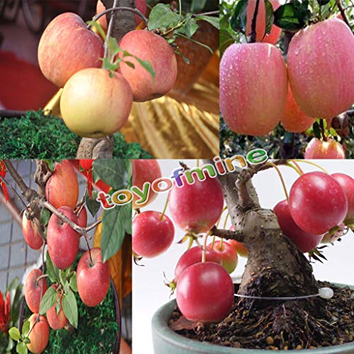 PLAT FIRM Germination Seeds: Mysterious 20pcs Per Bag Bonsai Apple Tree Seeds Fruit Home Garden Plants