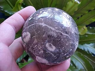 Y0512 Gemqz Turritella Fossil Sphere Large !!!