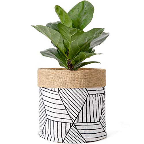 Sarah Elizabeth's Amazon Page