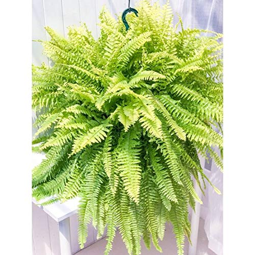 Amazon｜PLANCHU 観葉植物 ネフロレピス ハッピーゴールデン 8号