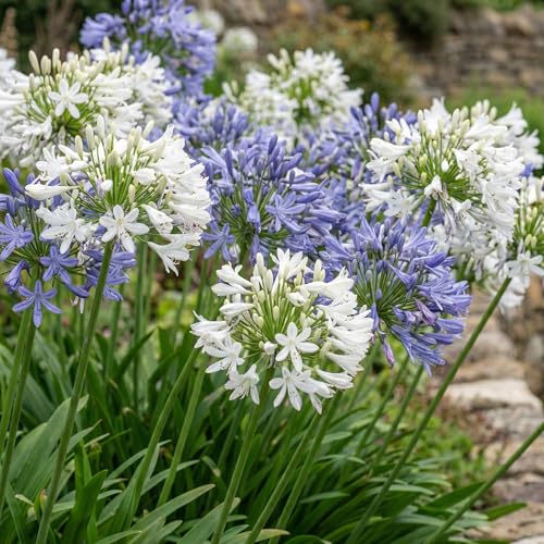 Afrikanische Schmucklilie Winterhart Pflanze - Blau-Weiß Blumen - 4 stück - Stauden Winterhart...